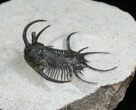 Alien Looking Ceratarges Trilobite #5561-4